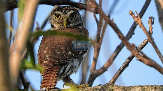 Avistaje de aves suma adeptos en la provincia.