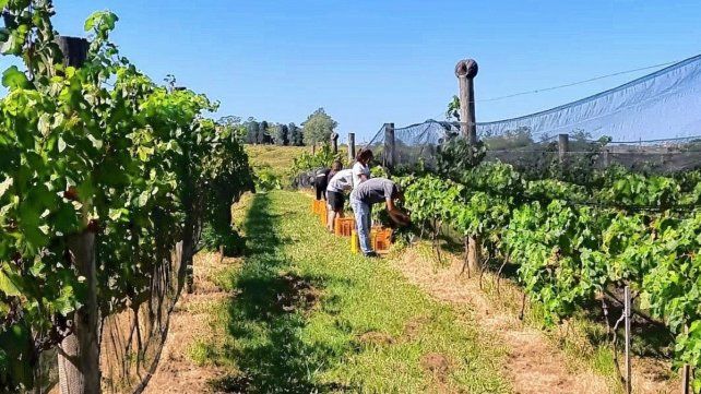 El calor viene apurando la vendimia