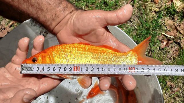 La piscicultura, o acuicultura, es incipiente en Entre Ríos La piscicultura, o acuicultura, es incipiente en Entre Ríos