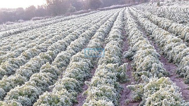 Hubo fuertes heladas en Paraná Hubo fuertes heladas en Paraná