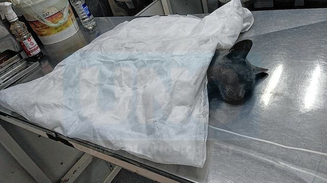 Paraná: durante el resto del mes continuarán los operativos barriales de quirófano móvil.