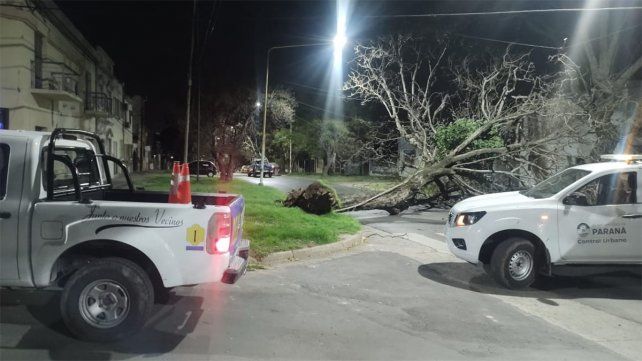 Por los vientos fuertes, un árbol cayó sobre la cinta asfáltica en calle Nogoyá de Paraná y quedó tendido de cordón a cordón, impidiendo el paso vehicular Por los vientos fuertes, un árbol cayó sobre la cinta asfáltica en calle Nogoyá de Paraná y quedó tendido de cordón a cordón, impidiendo el paso vehicular