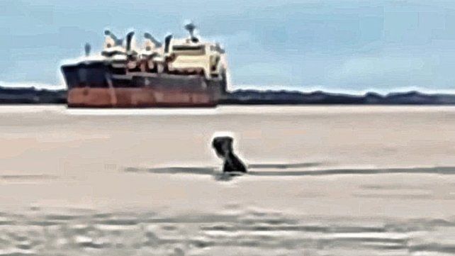 La misteriosa silueta oscura en el río Paraná que causa controversia. La misteriosa silueta oscura en el río Paraná que causa controversia.