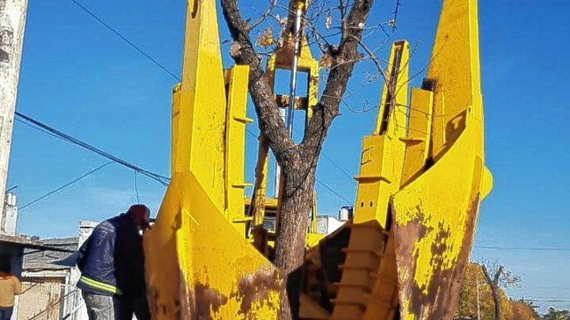 Trasladarán trece árboles de bulevar Racedo a la plaza Mujeres Entrerrianas