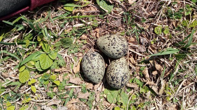 Sorpresa. Sin tocar el nido, disfrutar de la vida escondida.