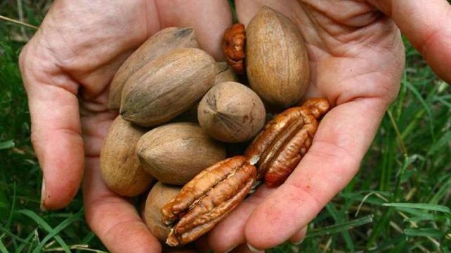 Detalles. El acuerdo incluyó la nueces peladas y también con cáscara. Detalles. El acuerdo incluyó la nueces peladas y también con cáscara.