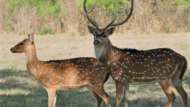 El ciervos Axis es una de las especies exóticas que avanzó en la provincia. El ciervos Axis es una de las especies exóticas que avanzó en la provincia.