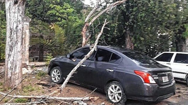 El árbol cayó en el hospital San Benjamín.