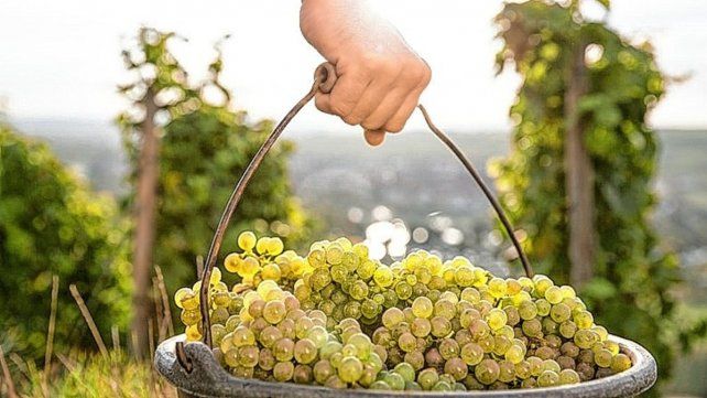 En algunos establecimientos comenzaron la cosecha de uvas blancas primero En algunos establecimientos comenzaron la cosecha de uvas blancas primero