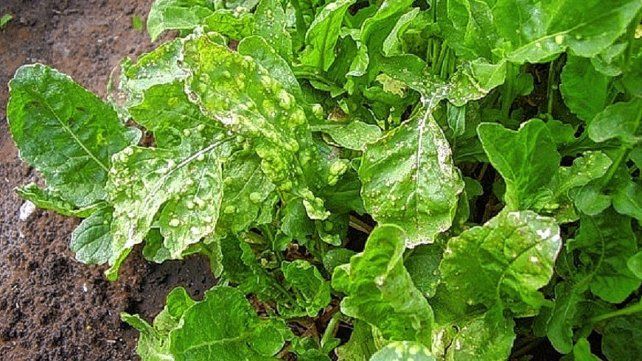 Rúcula, un cultivo que hoy está afectado por un patógeno.