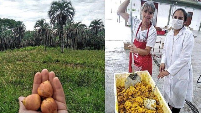 En la zona de Concordia hay un grupo de emprendedores que trabajan en red para que se conozca el yatay. En la zona de Concordia hay un grupo de emprendedores que trabajan en red para que se conozca el yatay.