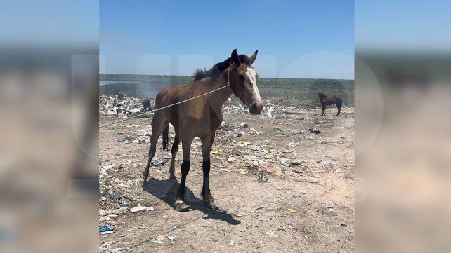 Murió Dakota, la yegua que había sido rescatada del volcadero en Paraná Murió Dakota, la yegua que había sido rescatada del volcadero en Paraná