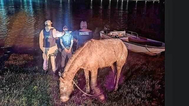 Contrabando de caballos en Concordia. Contrabando de caballos en Concordia.