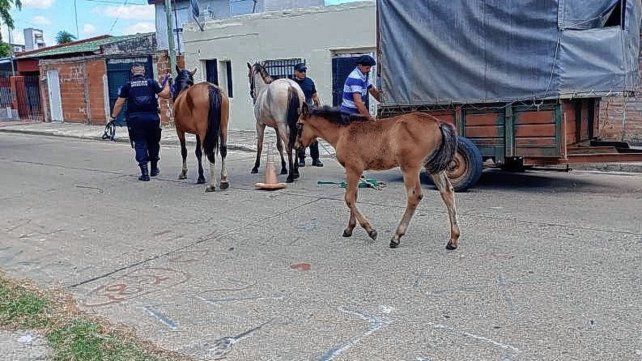 En Concordia retuvieron caballos en mal estado. En Concordia retuvieron caballos en mal estado.