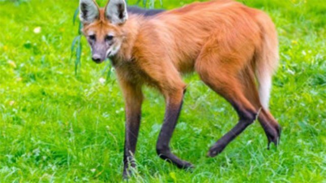 Ocurrió el jueves en Villa Urquiza. Dos empleados municipales realizaban tareas en el alumbrado público y fueron sorprendidos por el animal