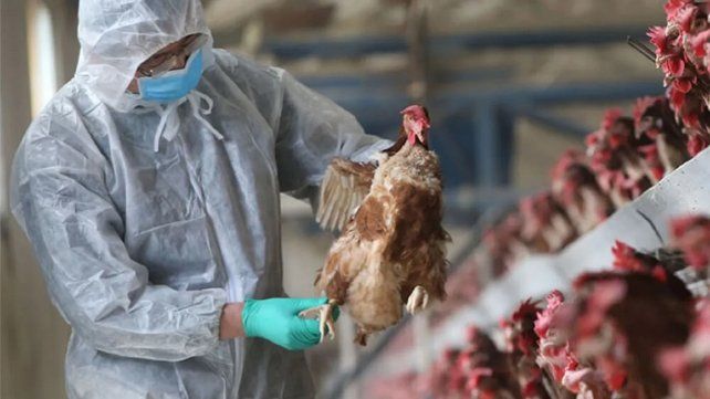Registraron la primera muerte humana por gripe aviar en el mundo. Registraron la primera muerte humana por gripe aviar en el mundo.