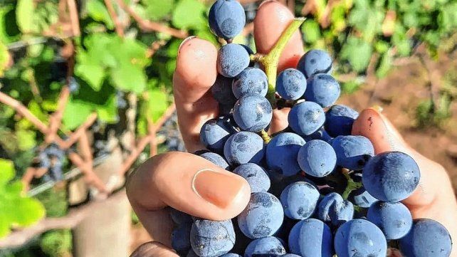 La enología es una carrera en auge en la provincia.