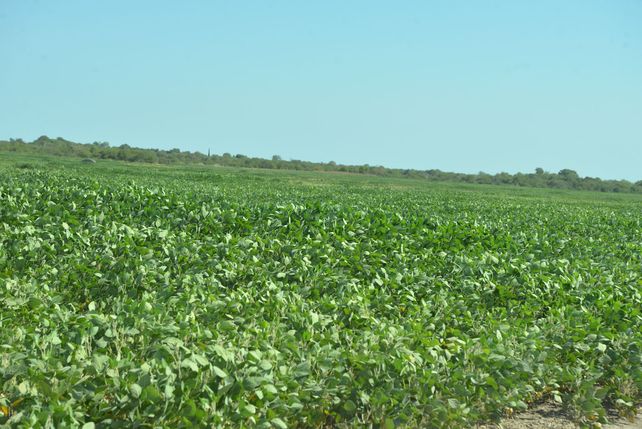 Prácticas. Rotación de cultivos favorece sustentabilidad de la tierra.