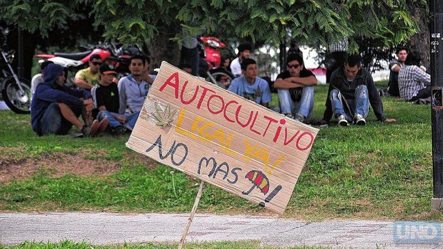 Derechos. La legislación para el cultivo de cannabis con fines medicinales avanza en Entre Ríos.