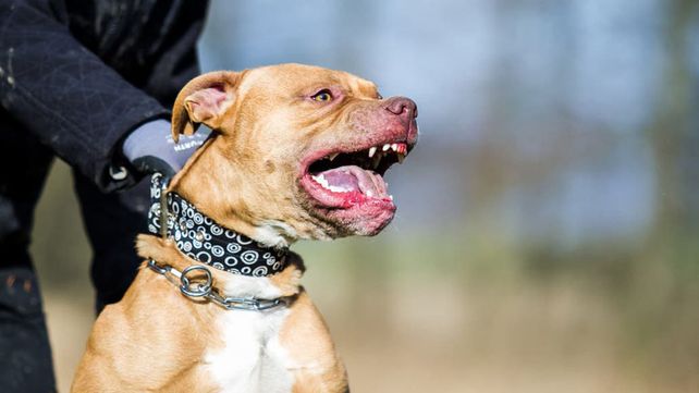 Tragedia en Buenos Aires: un perro pitbull mató a una beba de cinco meses Tragedia en Buenos Aires: un perro pitbull mató a una beba de cinco meses