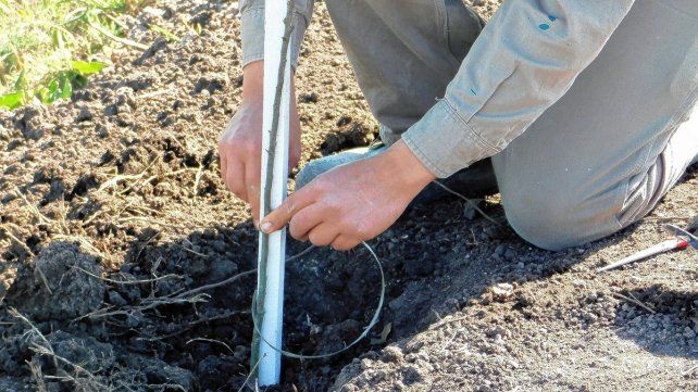 Oro Verde. El municipio informó la plantación de espinillos en la bicisenda paralela a la ruta 11.
