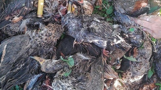 matanza-patos-victoriajpg