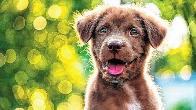 Día del Animal: por qué se celebra el 29 de abril en la Argentina