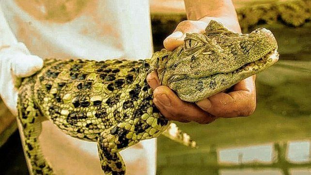 Promueven el consumo de yacaré