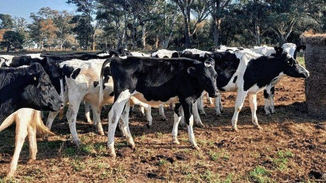 La ola de calor y la sequía afectan al ganado