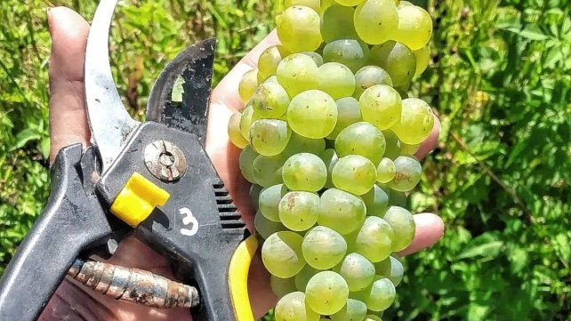 La vendimia de uvas chardonnay ya comenzó en algunos viñedos La vendimia de uvas chardonnay ya comenzó en algunos viñedos