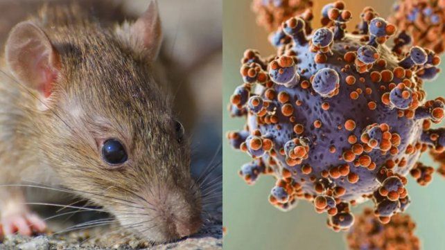 .Hantavirus: fumigadora de Paraná recibe más de 120 llamados al mes .Hantavirus: fumigadora de Paraná recibe más de 120 llamados al mes