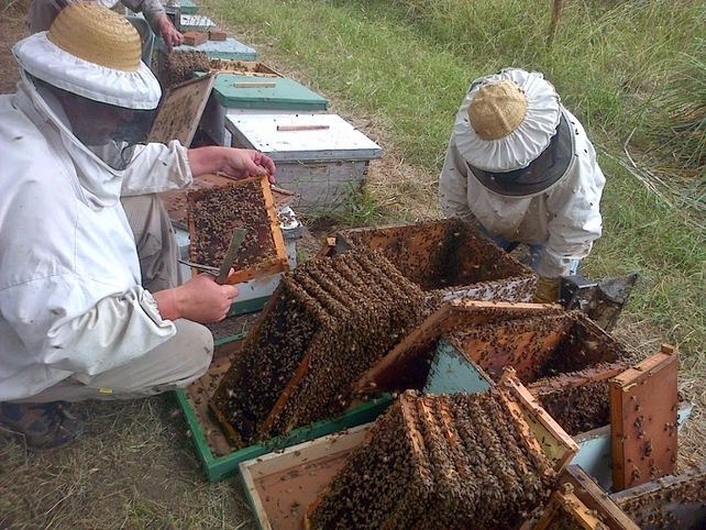 APICULTURA. Entre Ríos exporta 13.000 toneladas anuales de miel y es una de las principales provincias productoras.