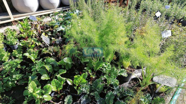 Vivero. Jardinería. Huertas particulares
