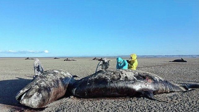 Hallaron 26 ejemplares de orca ecotipo D varados en la costa atlántica de Tierra del Fuego Hallaron 26 ejemplares de orca ecotipo D varados en la costa atlántica de Tierra del Fuego