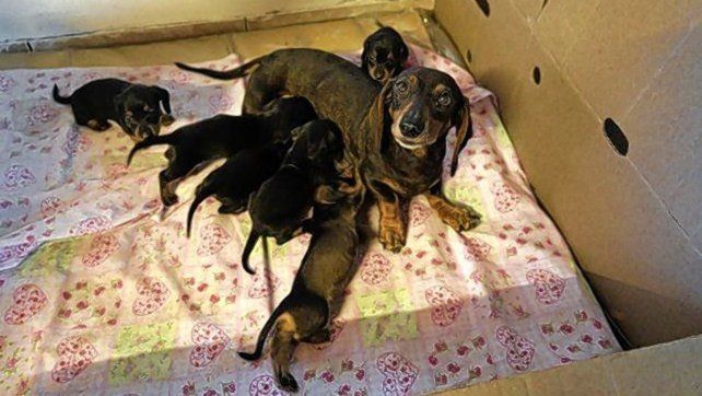 Unas 8.000 personas quieren adoptar los perros rescatados en Rosario