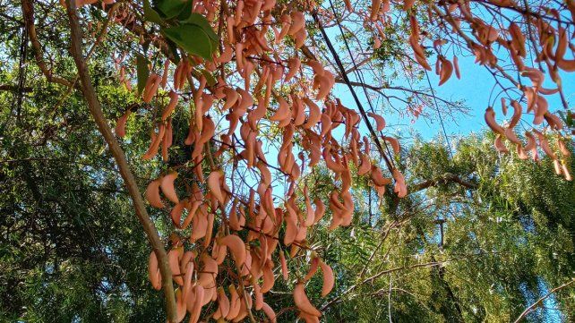 Más de un ceibo: 80 años de la flor nacional argentina