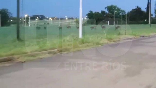 Los ciervos axis fueron captados en la zona del Seminario de Paraná. Los animales deambulaban en busca de alimento. Los ciervos axis fueron captados en la zona del Seminario de Paraná. Los animales deambulaban en busca de alimento.