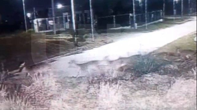 Vecinos comparten videos de ciervos axis en centros urbanos de Paraná. No tienen depredador natural, por que el aumento poblacional es notable Vecinos comparten videos de ciervos axis en centros urbanos de Paraná. No tienen depredador natural, por que el aumento poblacional es notable