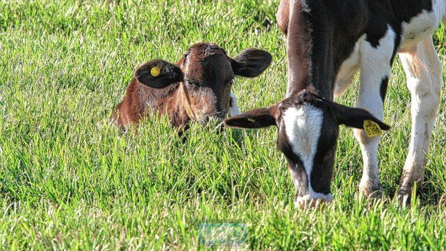 Las lluvias ayudarán a recuperar las praderas para el ganado y los tambos.