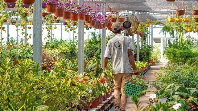 La demanda en los viveros toma envión La demanda en los viveros toma envión