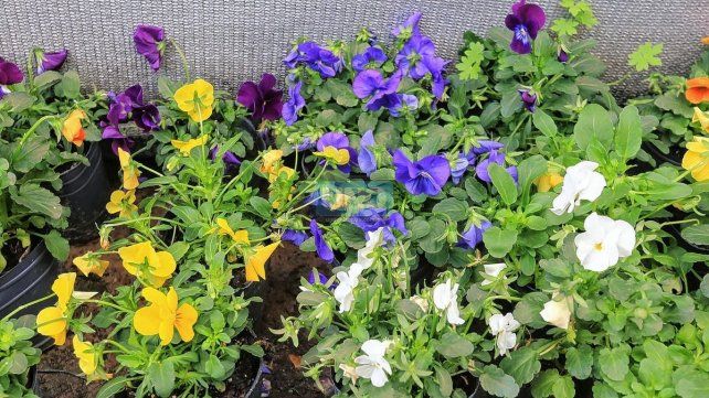 Vivero. Jardinería. Huertas particulares