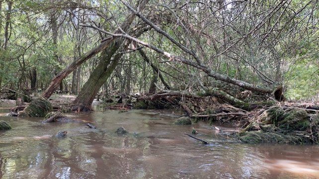 Arroyo Perucho Verna.