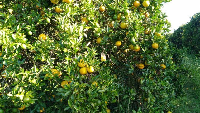 Naranjas y verdes. En las plantaciones se pueden observar los cítricos con un año y medio en planta, y otros aún en proceso de maduración.