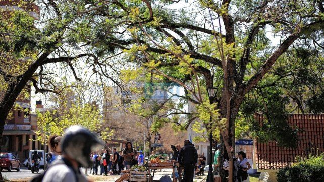 El arbolado urbano en Paraná, afectado por la sequía