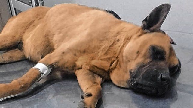 Vecinos denuncian el envenenamiento de perros en Paraná