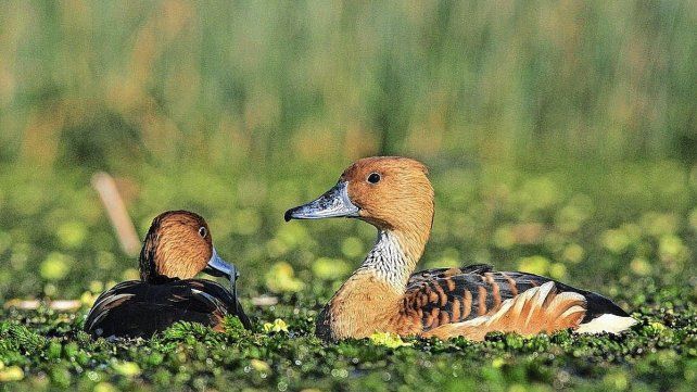 Pato Sirirí Colorado.