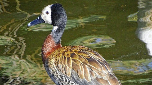 Ceydas pide explicaciones sobre la matanza de animaes autóctonos Ceydas pide explicaciones sobre la matanza de animaes autóctonos