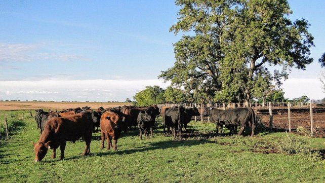 Un campo en Entre Ríos fue el primero en certificar carne vacuna con huella de carbono cero Un campo en Entre Ríos fue el primero en certificar carne vacuna con huella de carbono cero