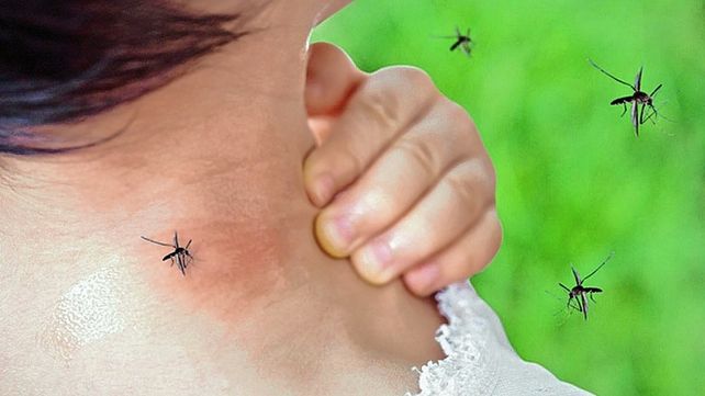 Los mosquitos aprovechan el agua estancada que deja la bajante del Paraná. Los mosquitos aprovechan el agua estancada que deja la bajante del Paraná.
