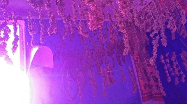No había música alta en la vivienda ni una fiesta clandestina, pero en una habitación hallaron luces ultravioletas con plantas de cannabis sativa.